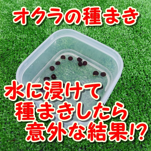 オクラの種を水に浸けると発芽日数が早くなる 意外な結果は 初心者からのカンタン家庭菜園 野菜作り生活を100 楽しもう