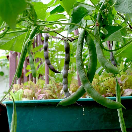 Harvesting climbing beans Diary of a Brussels Kitchen Garden
