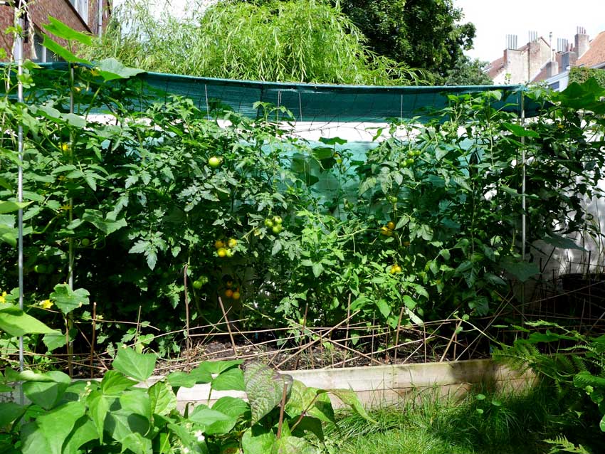 Raised bed tomato plants Diary of a Brussels Kitchen Garden
