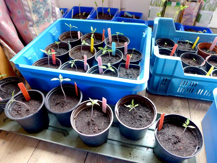 Repot tomato seeds Diary of a Brussels Kitchen Garden
