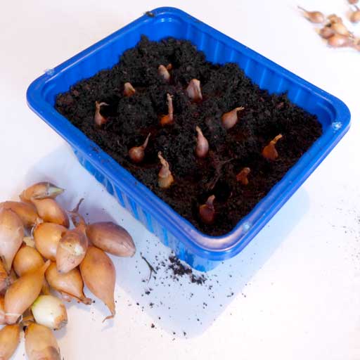 Start onion sets Diary of a Brussels Kitchen Garden