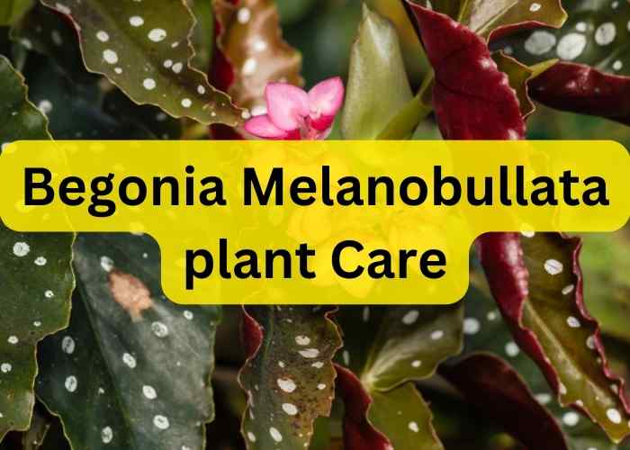 Begonia Melanobullata plant Care Kitchen and Gardening