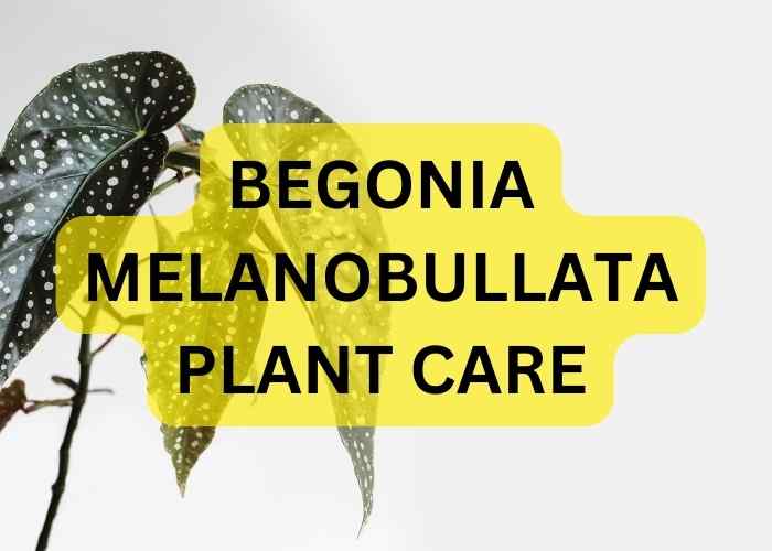 Begonia Melanobullata plant Care Kitchen and Gardening