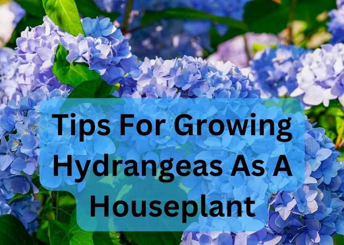 Tips For Growing Hydrangeas As A Houseplant Kitchen and Gardening