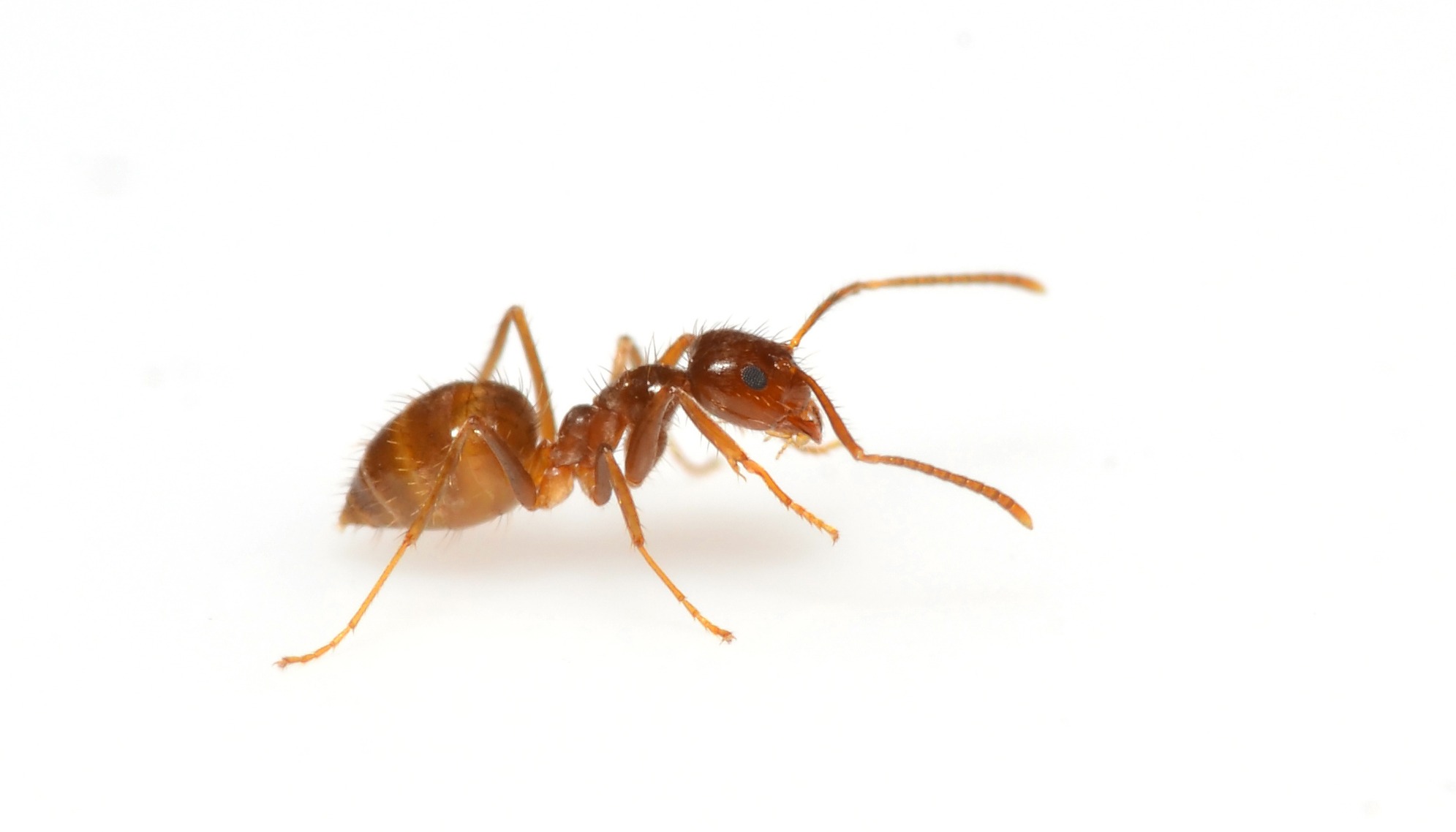 Does Dish Soap And Water Kill Ants? 12 Other Alternatives Kitchen Buds