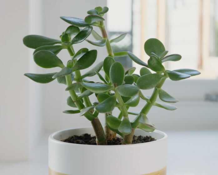 Can We Keep Jade Plant In Kitchen? All You Need To Know