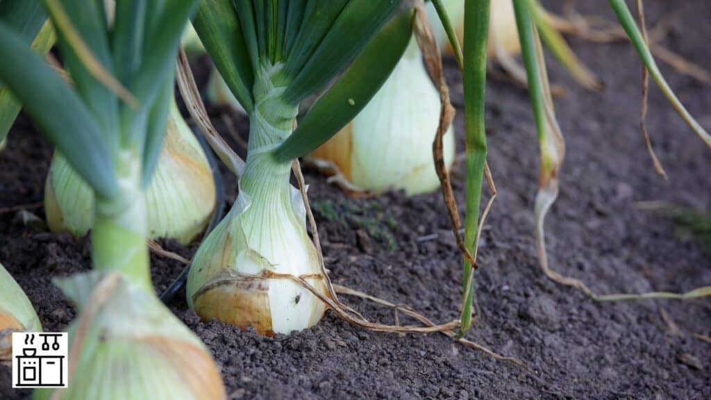 What Onions Are Sweet? List Of Sweet Onions)