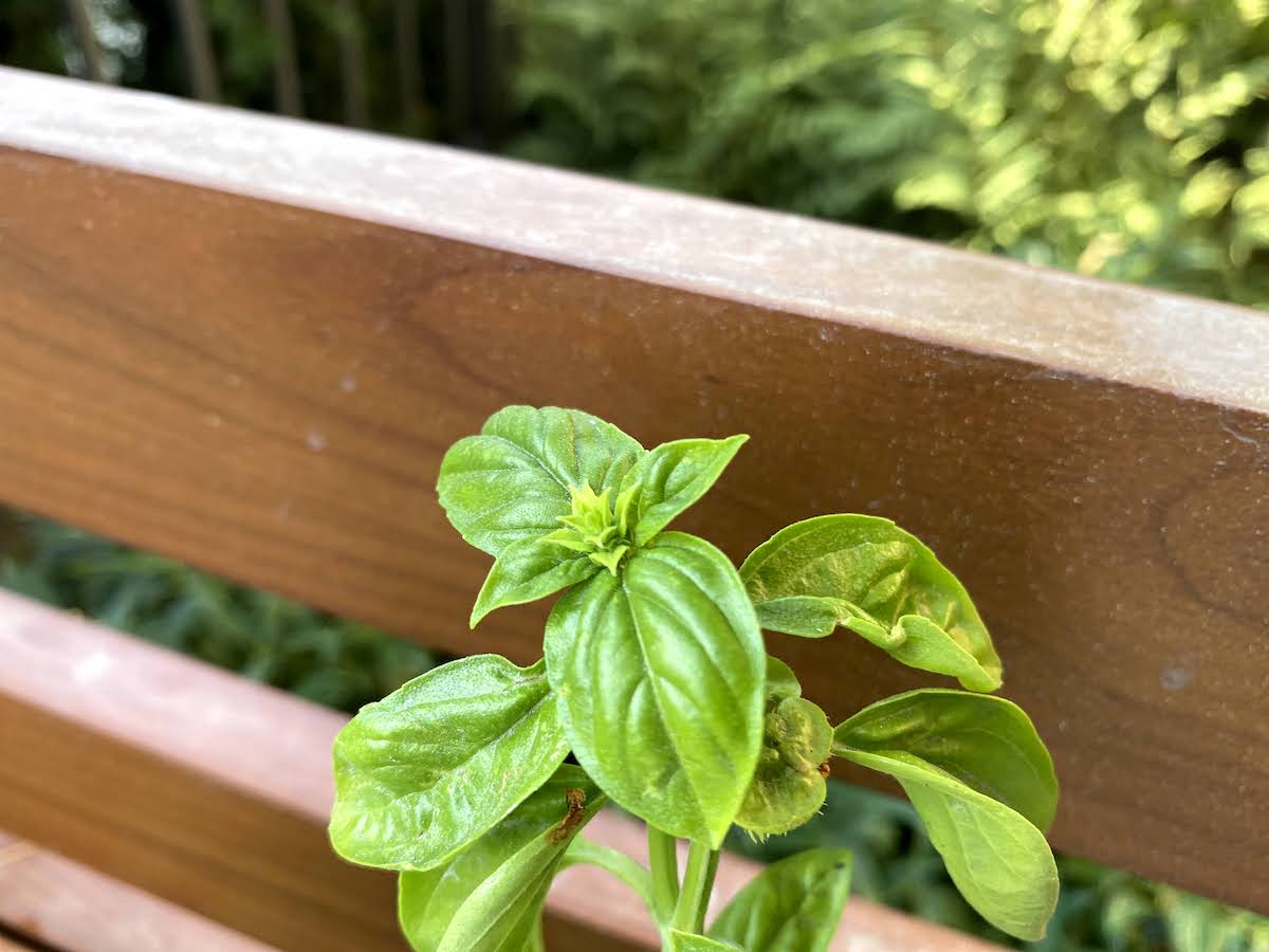 Why Basil Flowers & How to Stop It (+ 4 Ideas for Basil Flowers)