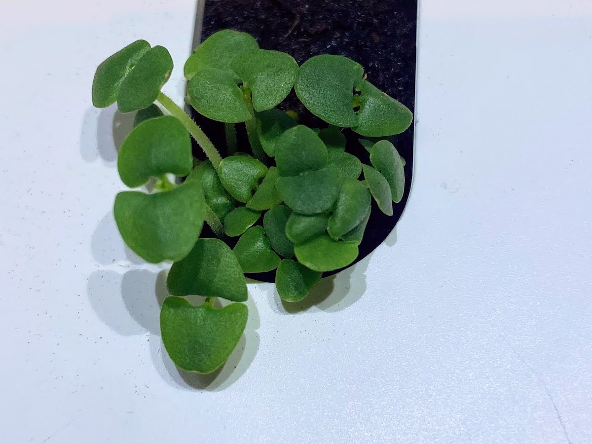 What Does Basil Taste Like? The Taste of 15 Different Basils