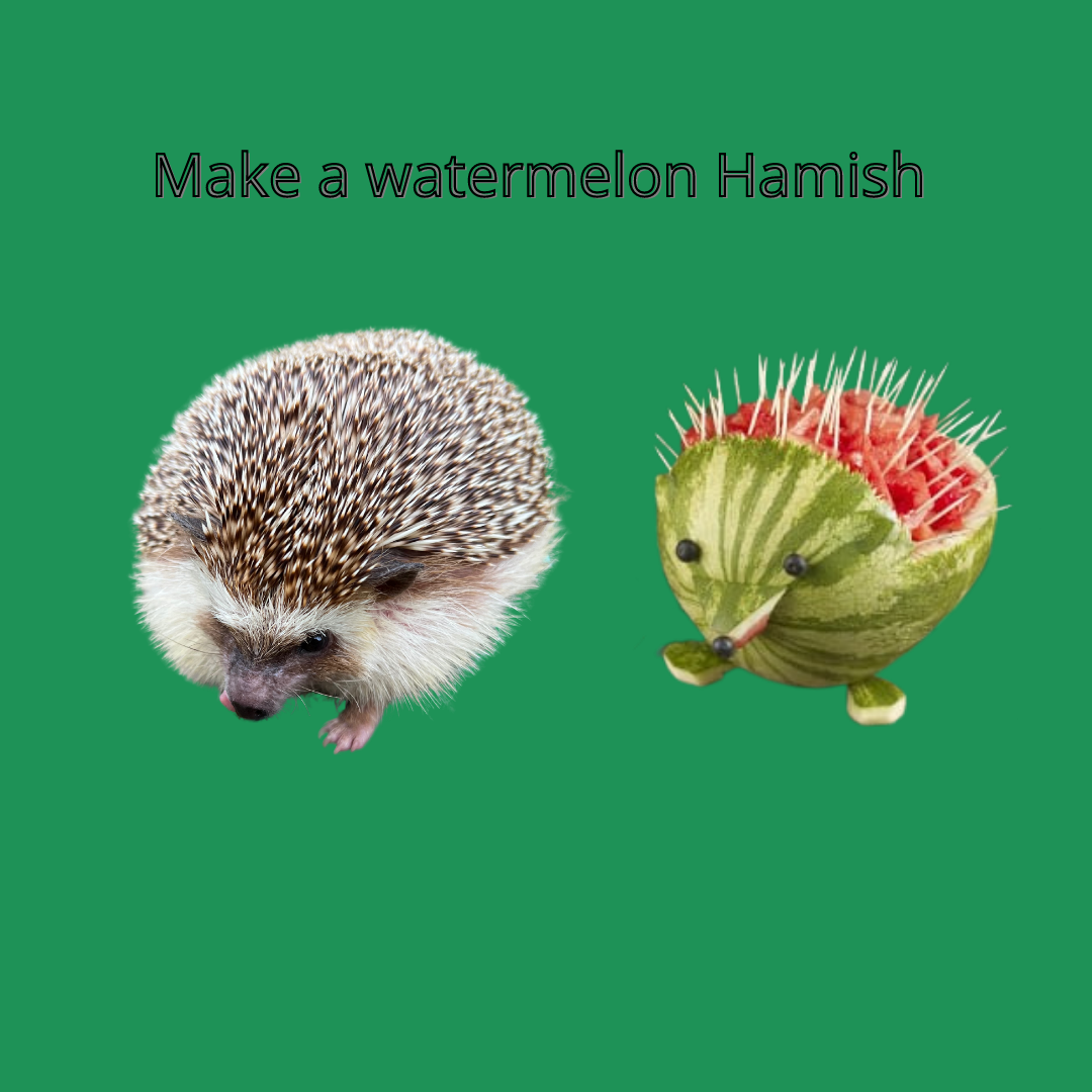 Can Hedgehogs Have Watermelon