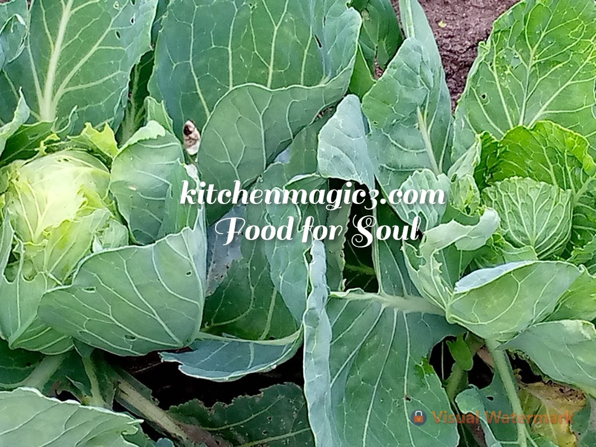 Cabbage health benefits, facts