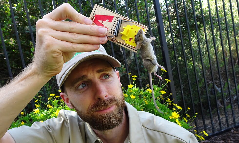 Where Mice Store Food (And Other Things You Didn’t Know) Kitchen Mice