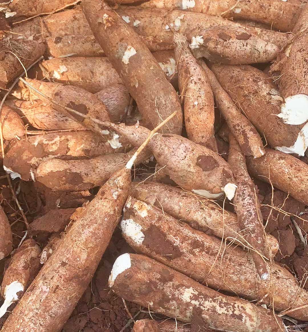 Taro Vs Sweet Potato Vs Yam Vs Yuca Similarities & Differences