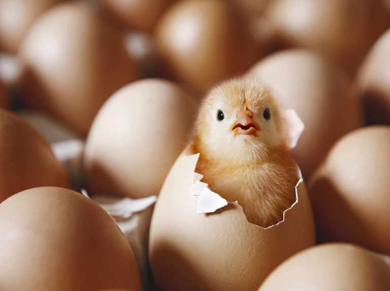 Are Grocery Store Eggs Fertilized? How Do They Differ From Unfertilized Eggs?