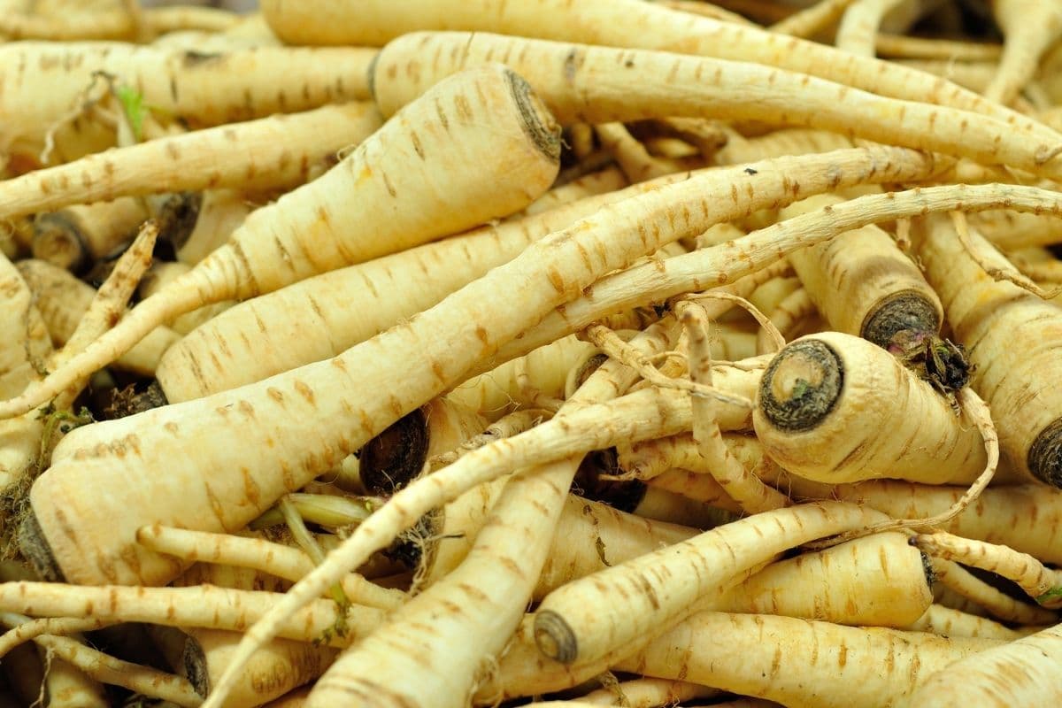 Parsnip Substitutes 10 Best Alternatives for Your Recipes Kitchenous