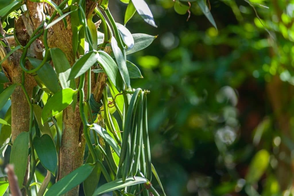 Where Does Vanilla Flavoring Come From? Exploring Origins Kitchenous