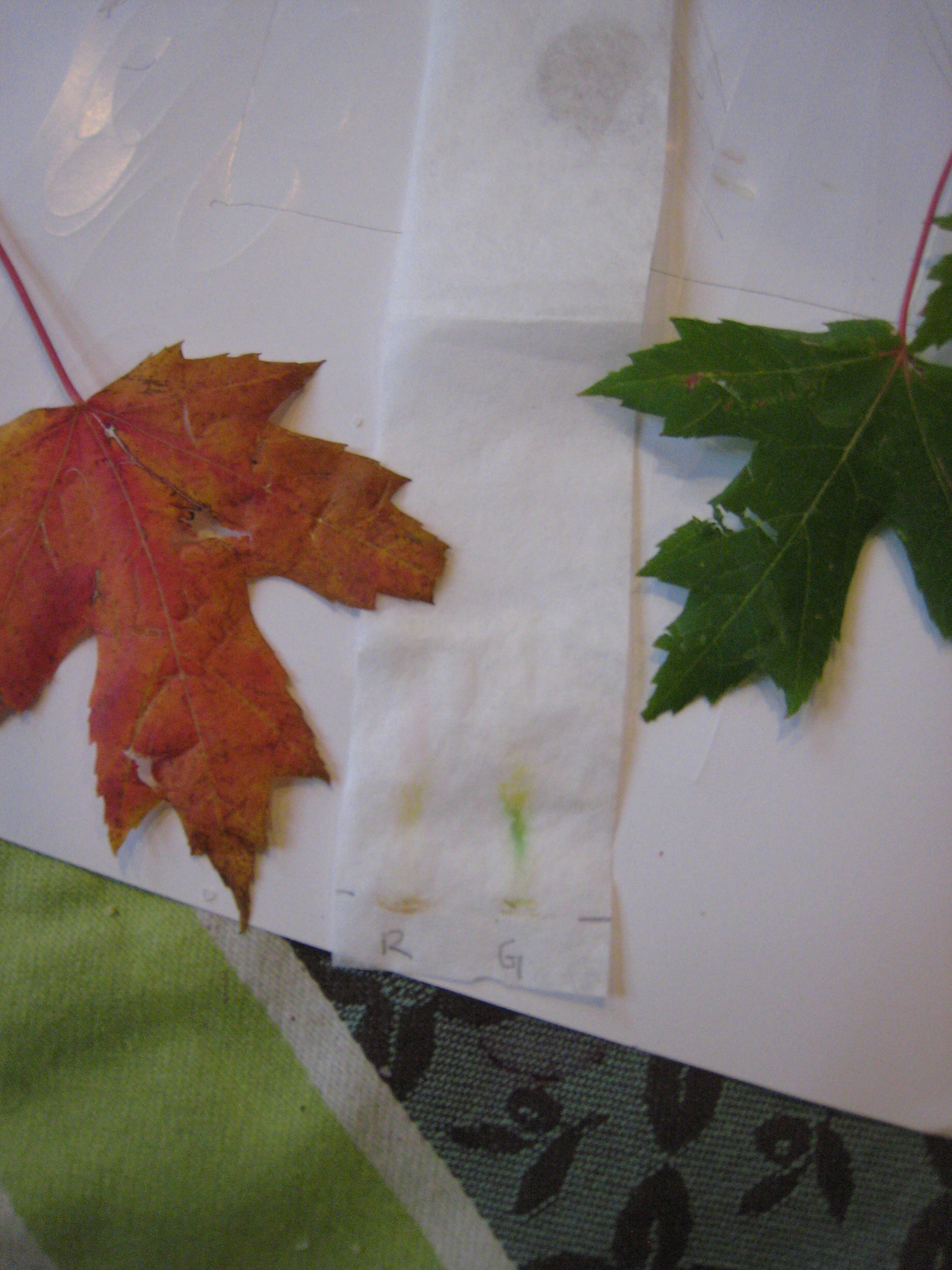 Plant Leaf Chromatography