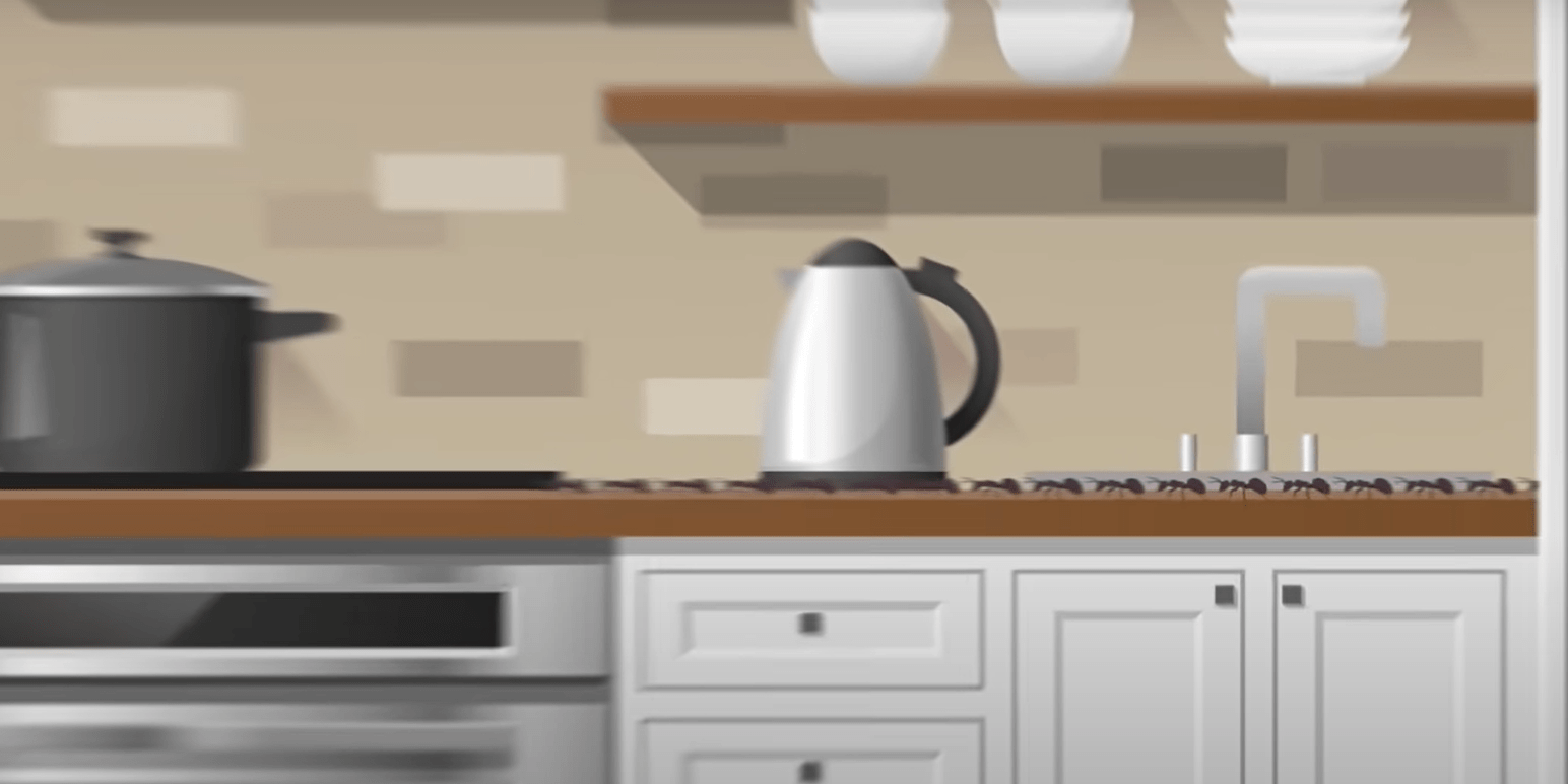 How to Get Rid of Sugar Ants in Kitchen? KitchenProfy