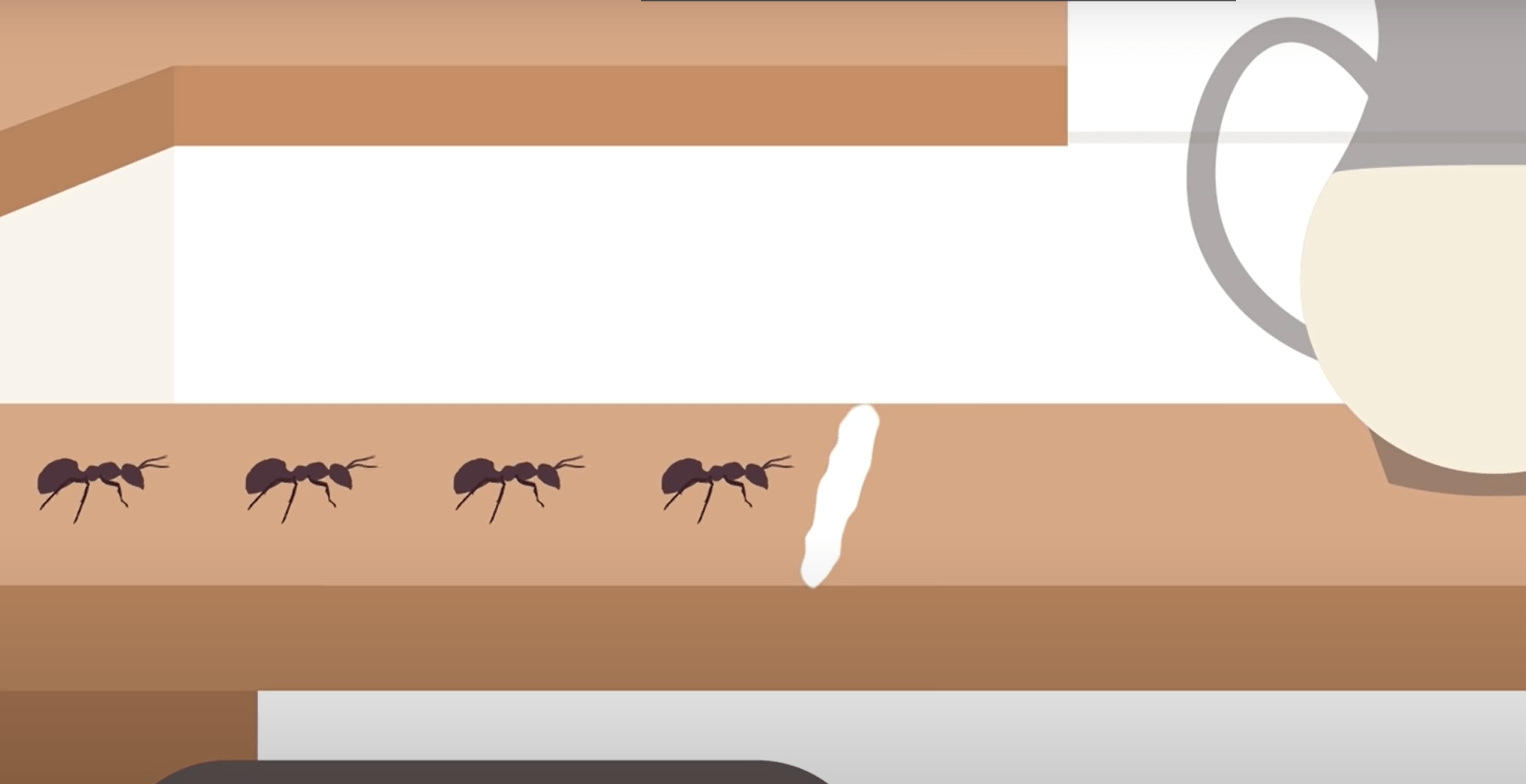 How to Get Rid of Sugar Ants in Kitchen? KitchenProfy
