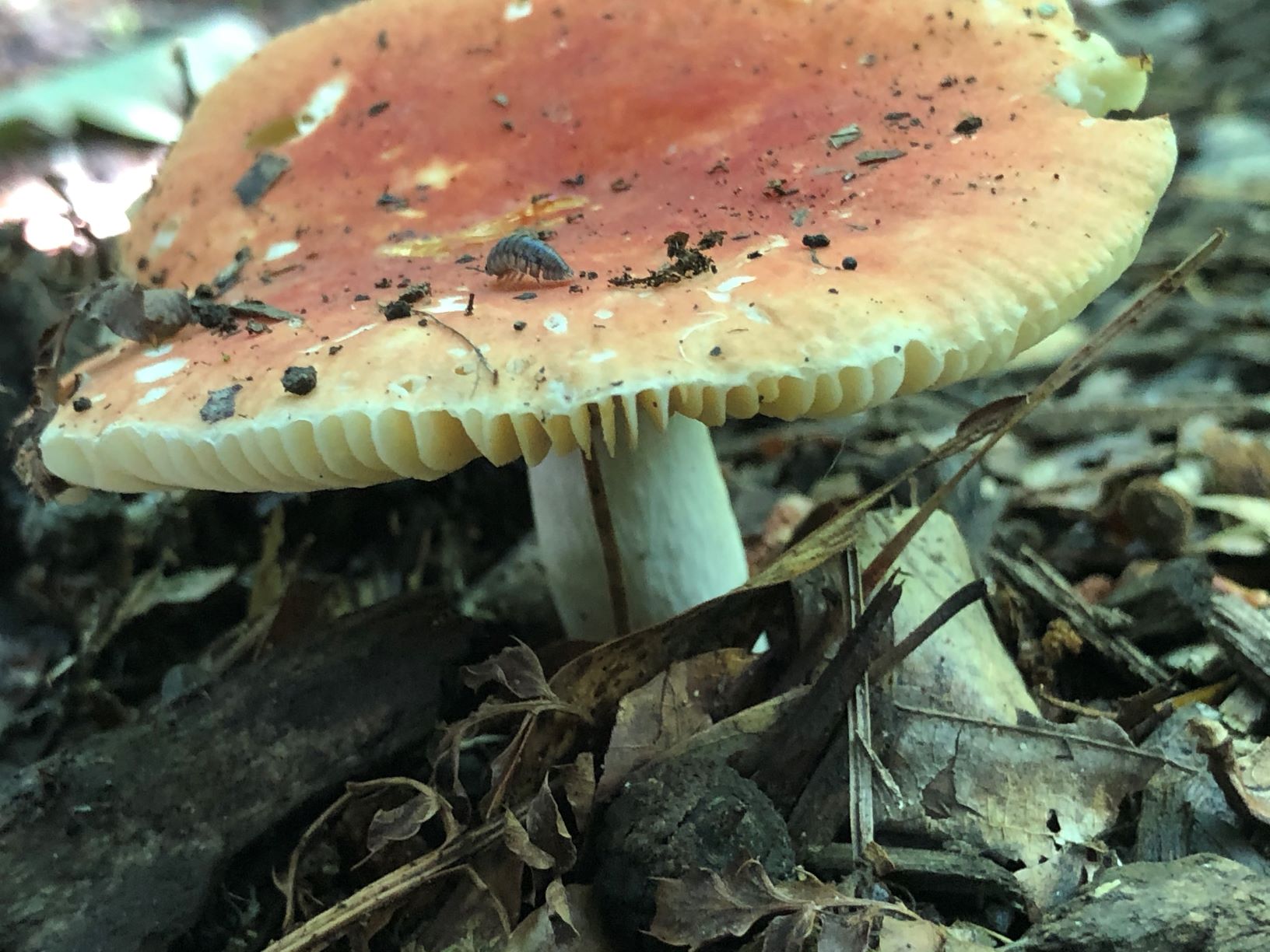 Russula Mushrooms Kitchen Weekend