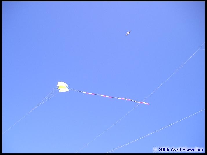 Issue 45 Devonport Kite Festival KiteLife®