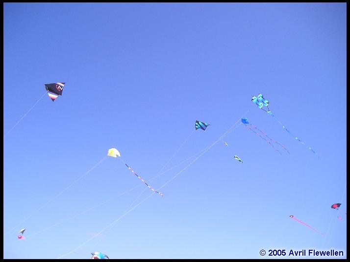 Issue 45 Devonport Kite Festival KiteLife®
