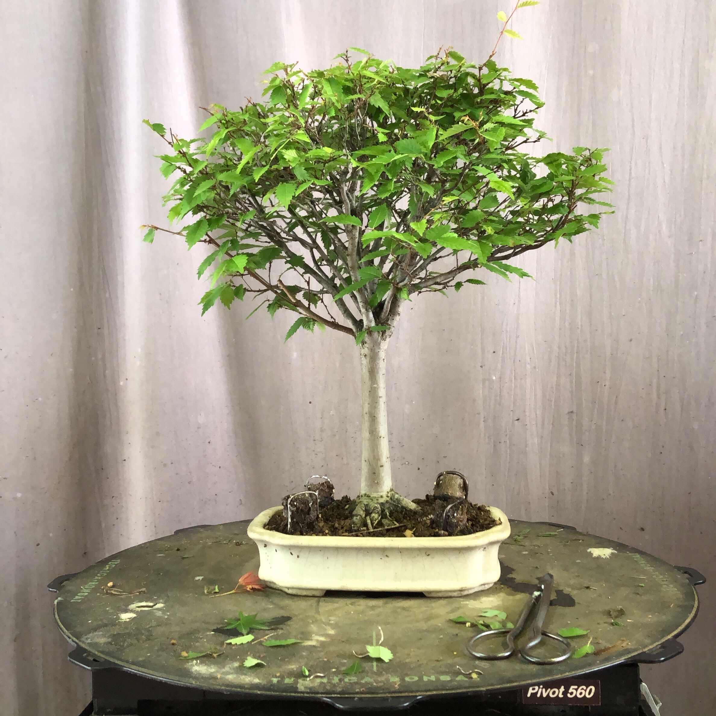 Keyaki’s mochikomi Kitora no do