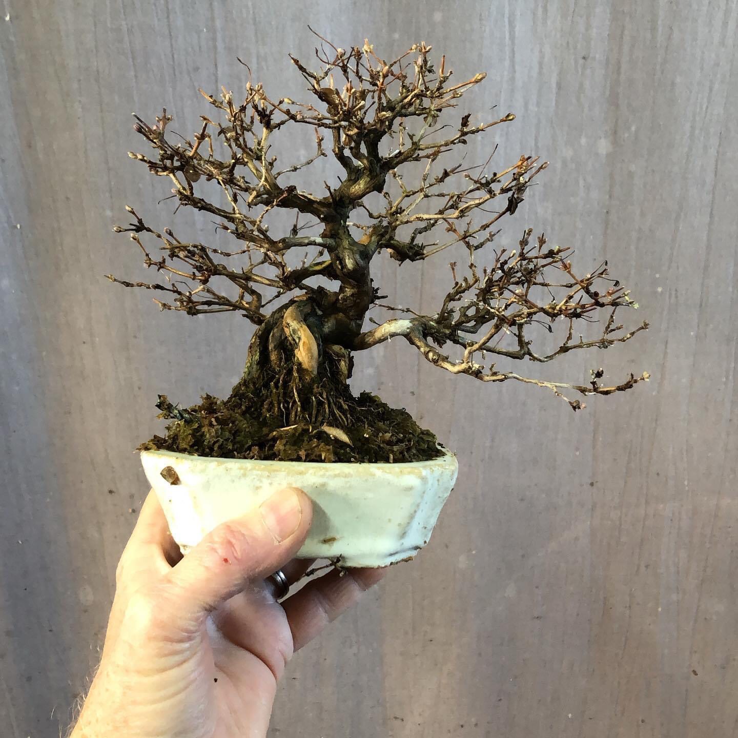 Mochikomi shohin Kitora no do