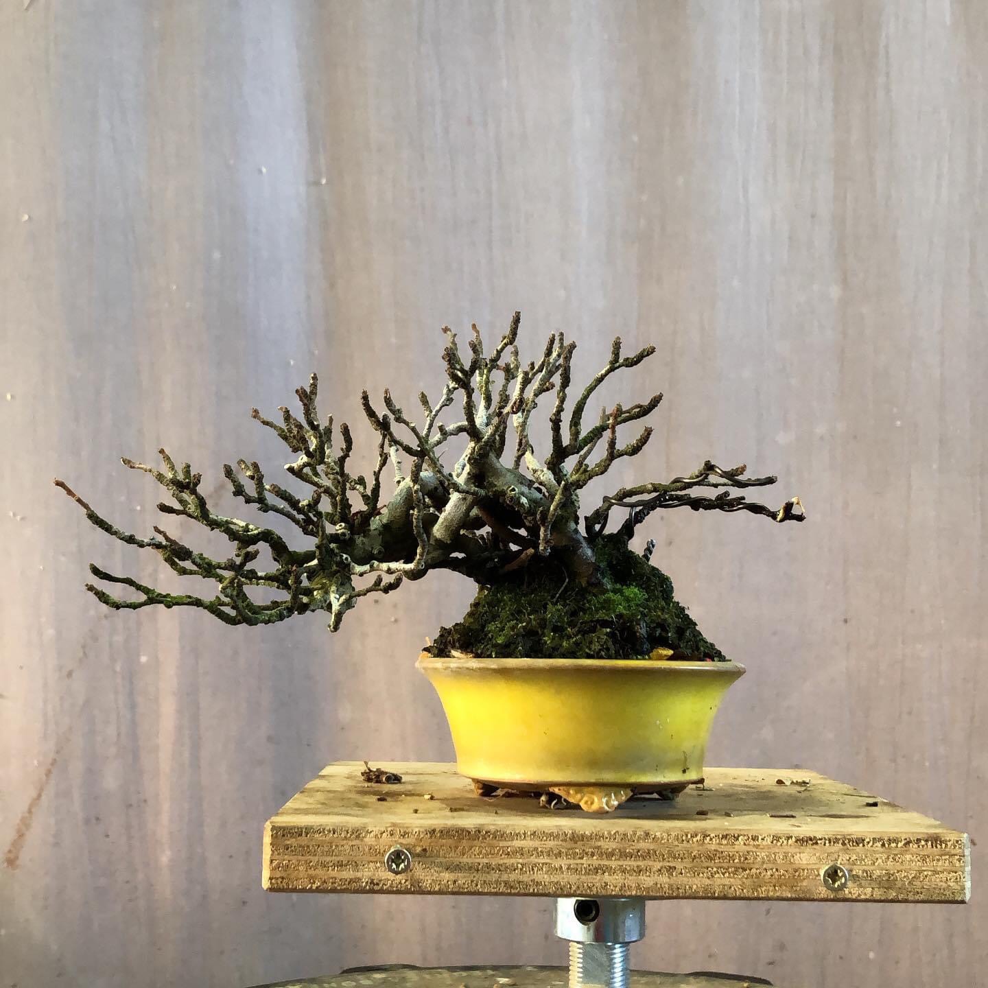 Mochikomi shohin Kitora no do