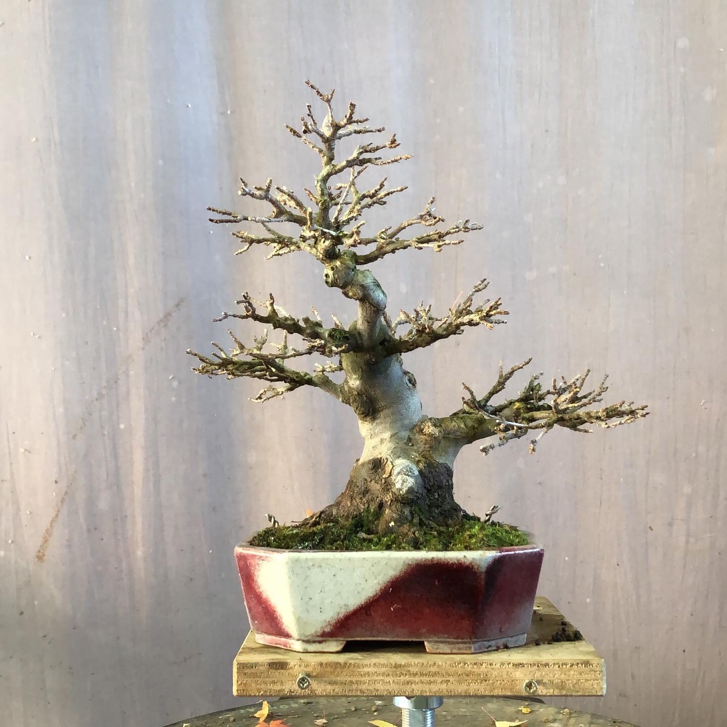 Mochikomi shohin Kitora no do