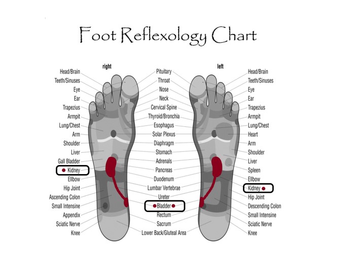 Kidney, SelfHealing and Immortality Ki Train