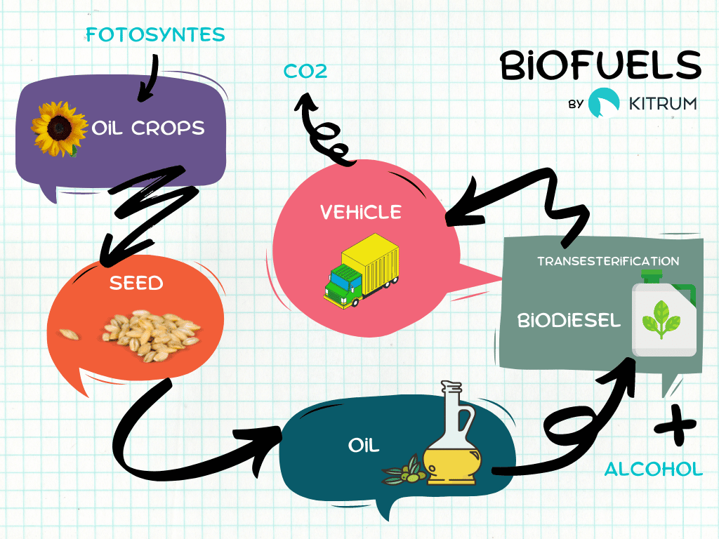 How Biotechnology Can Help Solve the Major Energy Crisis in Europe