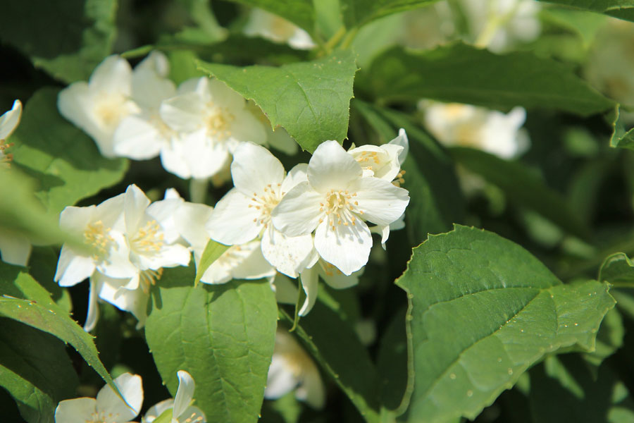 Mock Orange Kitsap Conservation District