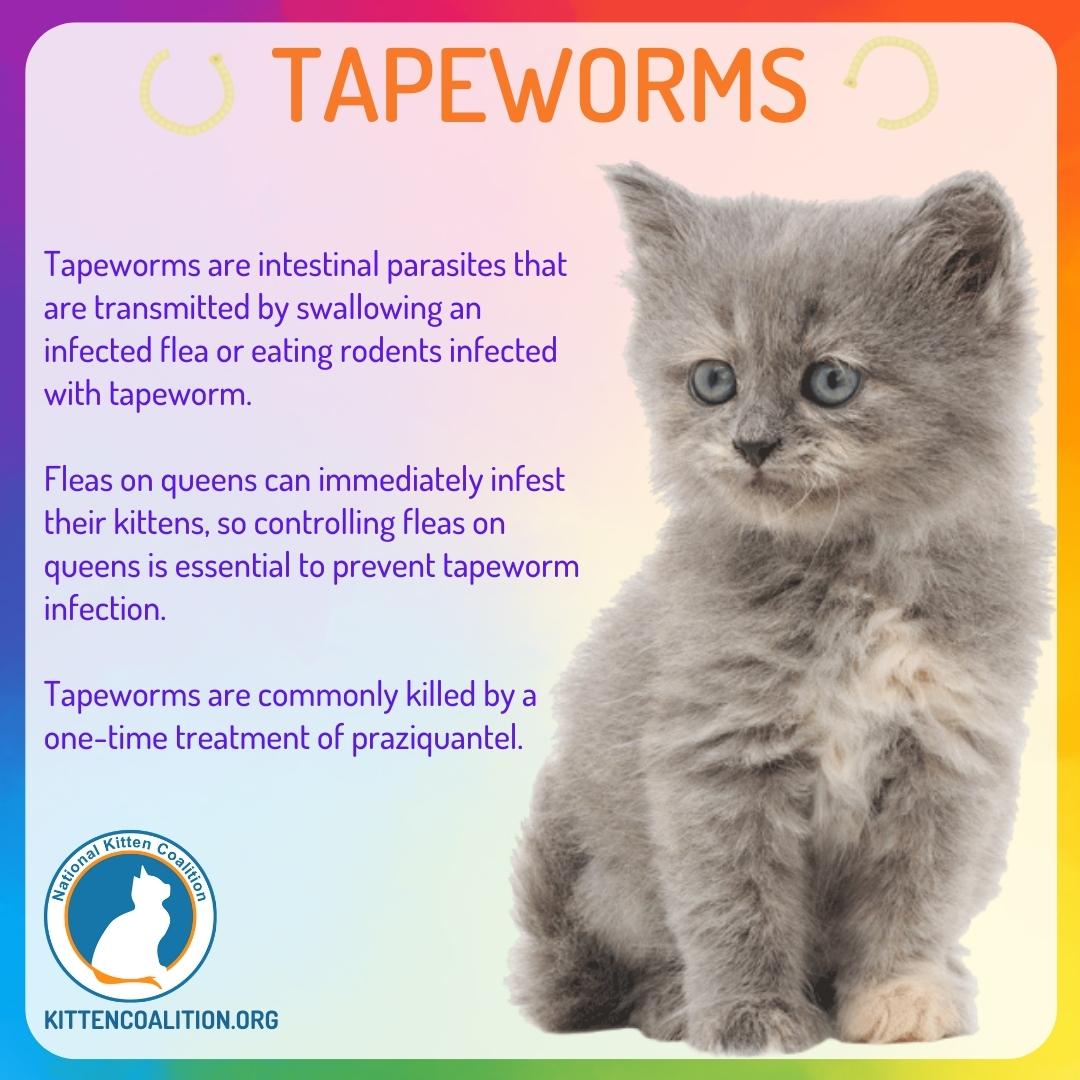 Tapeworm Symptoms In Cats
