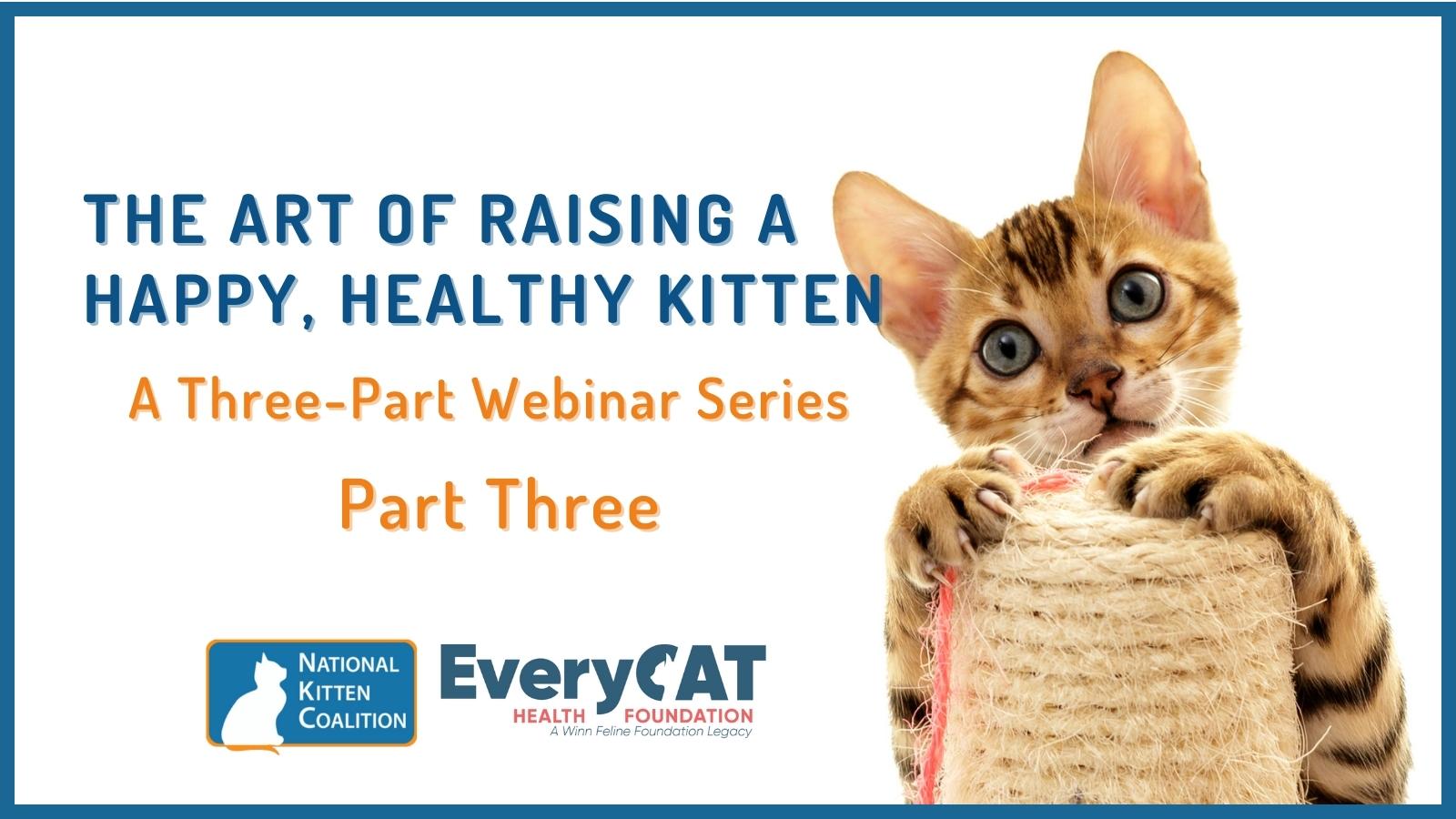 Raising a Healthy Kitten National Kitten Coalition