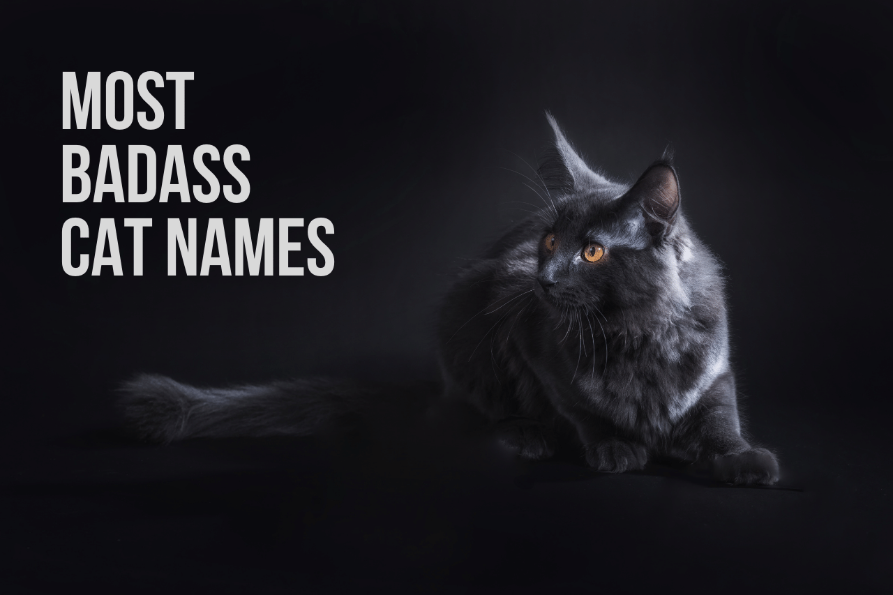 Badass Cat Names 98+ Truly Tough Ideas KittenMeow