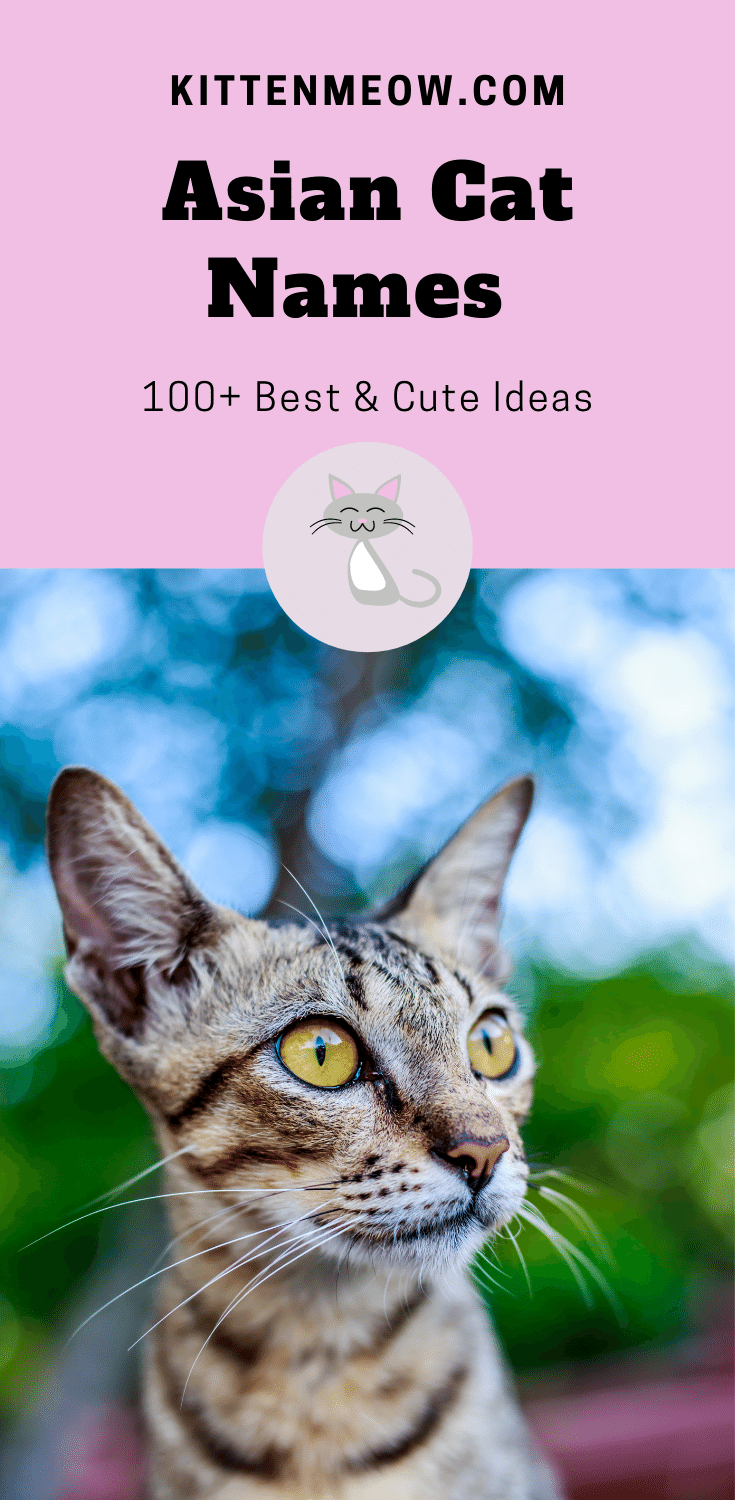 Asian Cat Names 100+ Best & Cute Ideas KittenMeow
