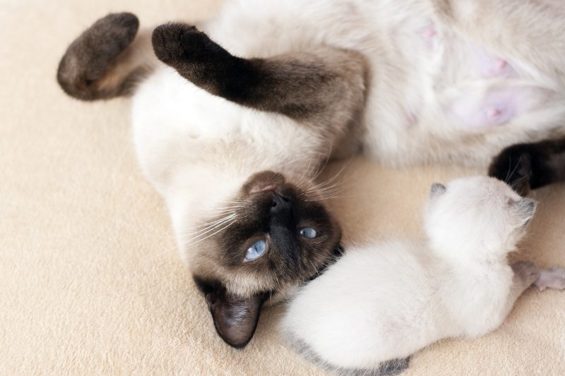 Asian Cat Names 100+ Best & Cute Ideas KittenMeow