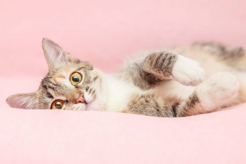 Asian Cat Names 100+ Best & Cute Ideas KittenMeow