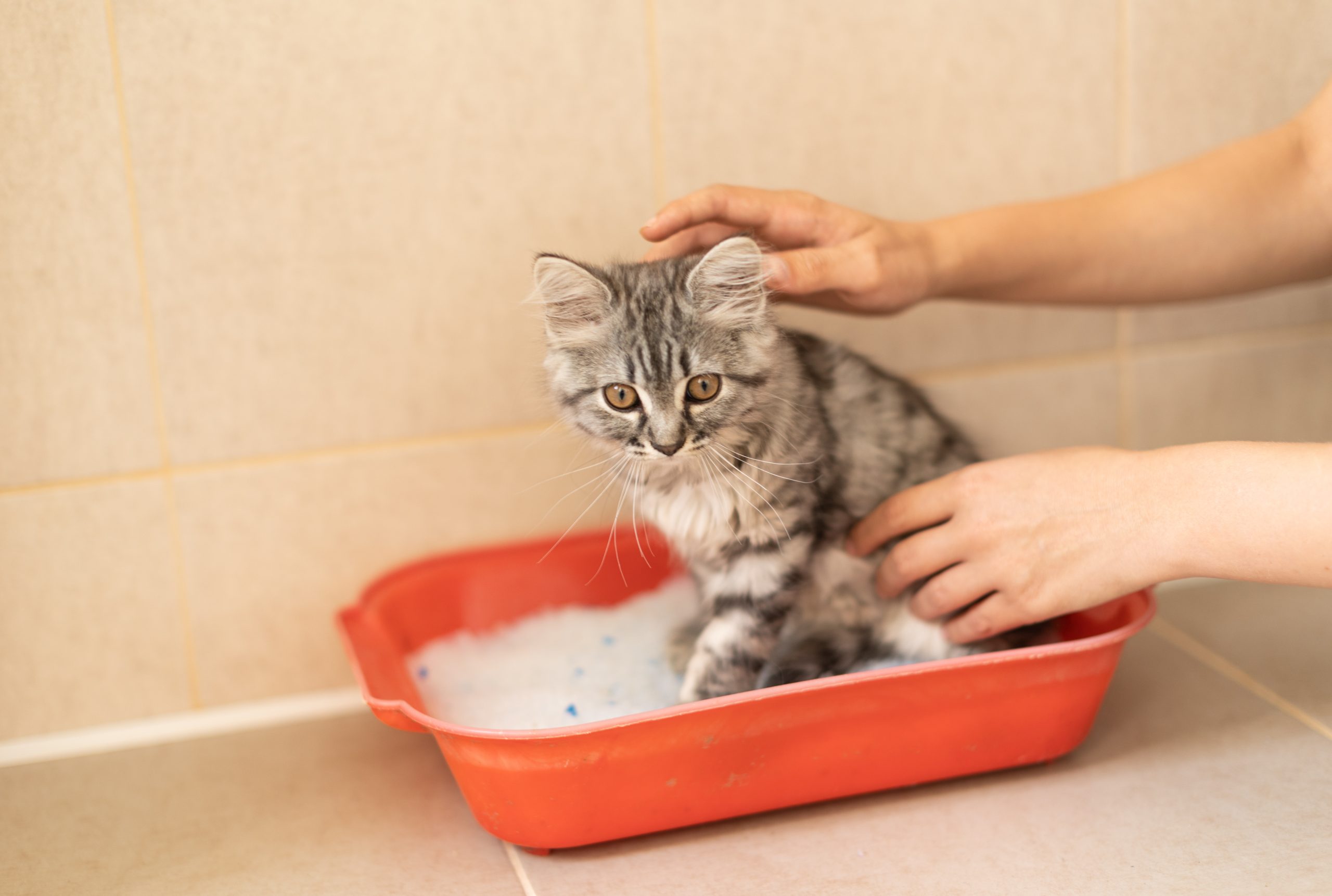 Potty training Your cat