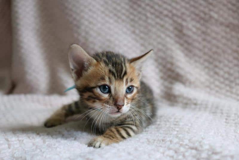 Feeding the kitten Bengal Kittens Philadelphia
