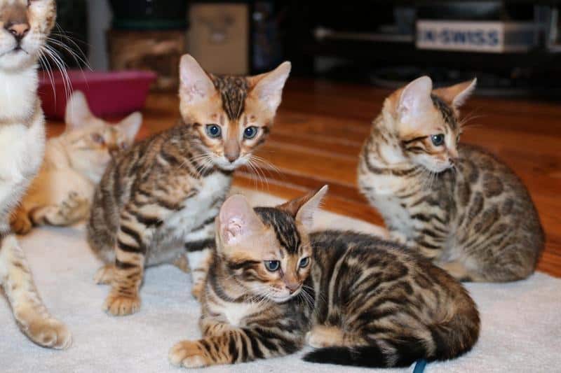 Cat litter tray How to train Bengal cat to use toilet