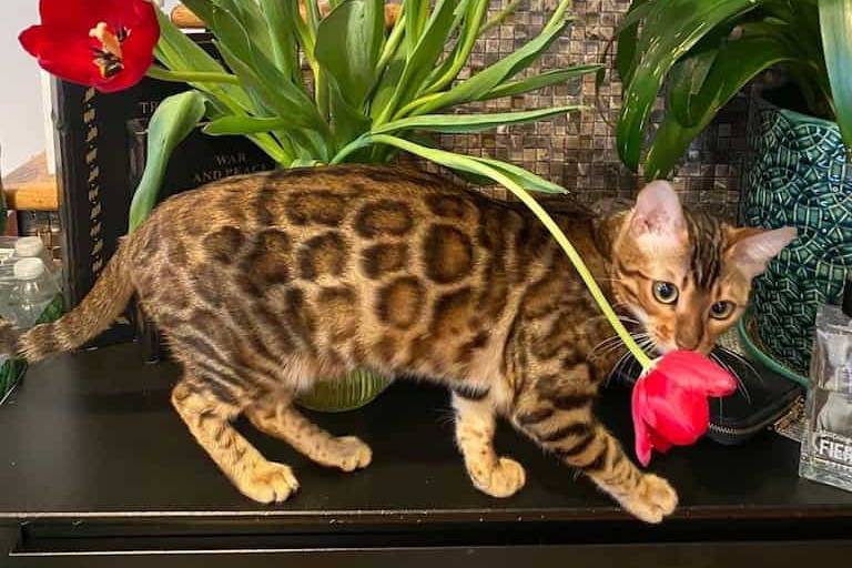 Bengal cat breeders Philadelphia Bengal cat sale