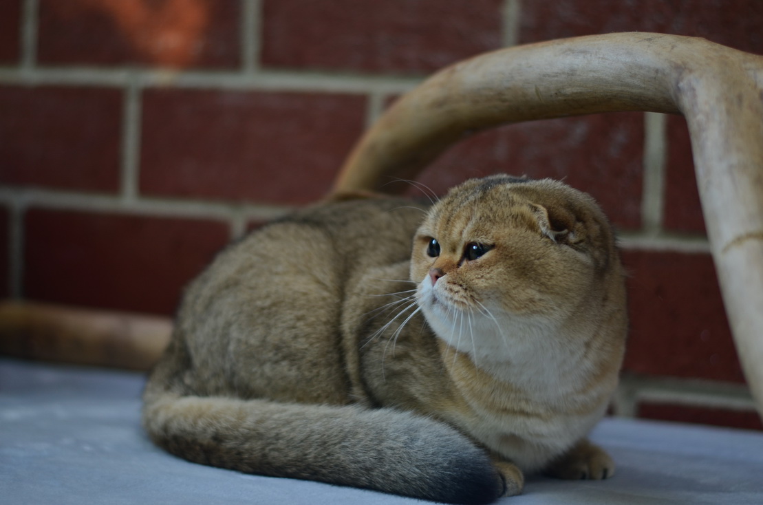 Do cats need a street?