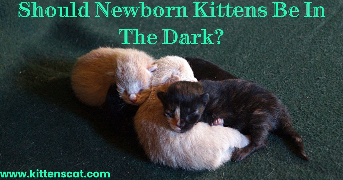 Should Newborn Kittens Be In The Dark kittenscat Kittens Cat