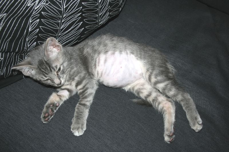 Help! My Kittens Have Bloated Bellies Kittens Whiskers
