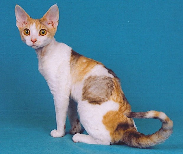Cat Breed of the Day Devonshire Rex