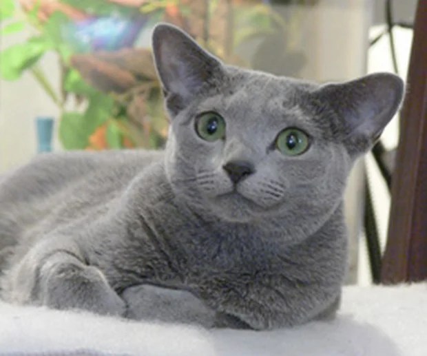 Tips for Finding a Reputable Russian Blue BreederKittentoob