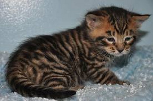 A Cute Gallery Of Toyger Kittens