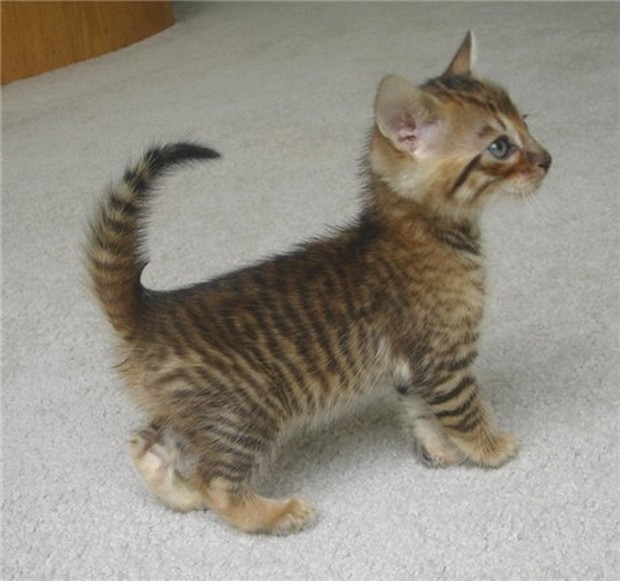 A Cute Gallery of Toyger Kittens